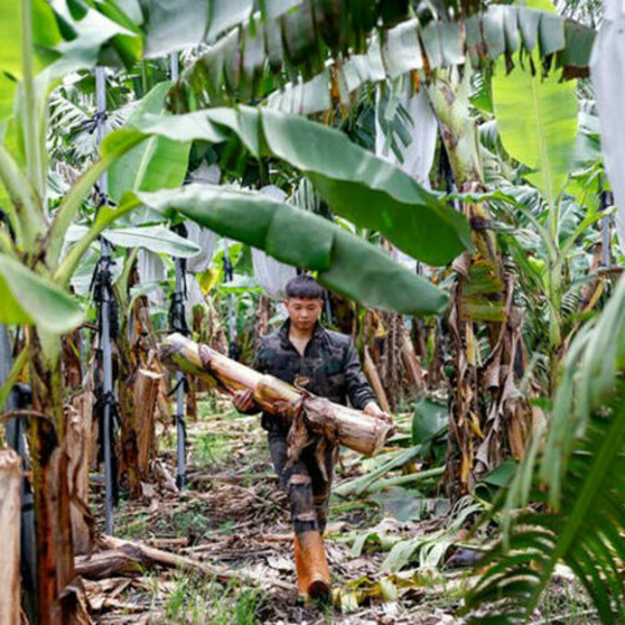 La fibre de banane : l'élégance durable de Taïwan 1 la fibre de banane llgance durable de tawan modalova